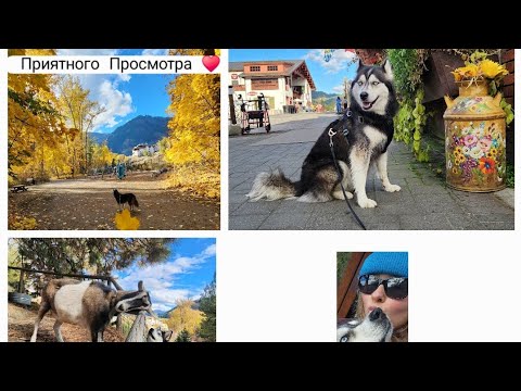 Привет 👋 Позитив | ХАСКИ 🐺💃🏼 Наконец то я зделала это видео ! @ Leavenworth, WA USA 🇺🇸 #usa #shorts