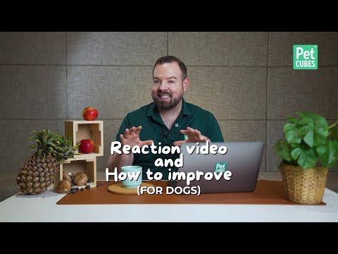 PhD Wildlife Nutritionist Reacts to Popular Home-Cooked Dog Food Recipe - With Tips to Improve