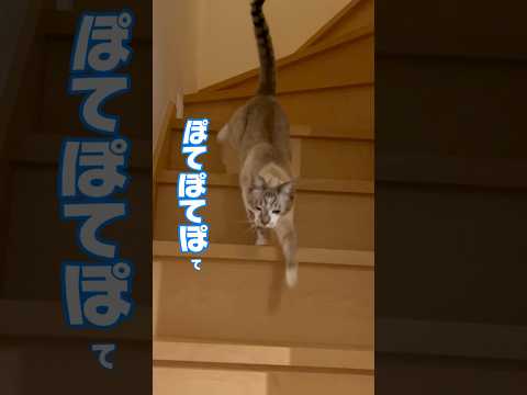 歩き方が絶妙にぽてぽてしてる猫 #shorts