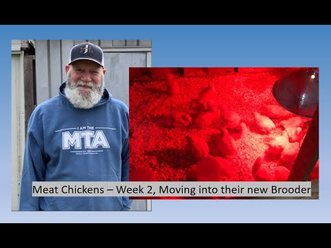 Raising Meat Chickens | Week 2 | Moving into new and bigger brooder!