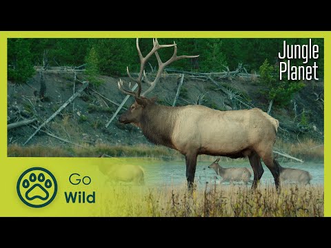 The Forests of Giants: California | Jungle Planet 7/26 | Go Wild