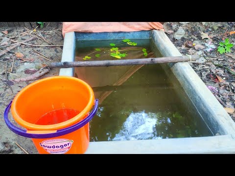 ইঁদুরের কারণে আমার মাছগুলো বিপদে পড়েছে | Aquarium Fish | My Fish Are In Danger Because Of Rats