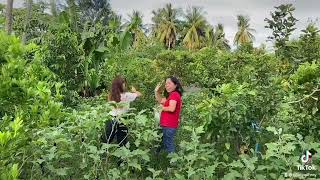 Calamansi Picking and more gulay @ Bagnos Aurora Isabela| GFam Journey