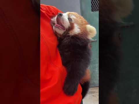 How can you live without a warm baby in your arms in winter? The red panda warm baby warms your