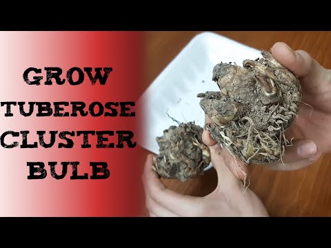 how to grow tuberose bulbs 晚香玉鳞茎种植 रजनीगंधा के बल्ब कैसे लगायें  посадка туберозы plantar Nardos