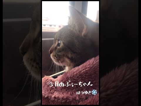 【初雪を見守る猫】