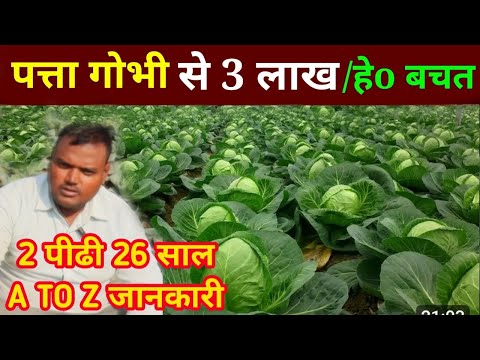 Patta gobhi ki kheti | पत्ता गोभी की खेती पूरी जानकारी | Cabbage farming | खाद बीज स्प्रे तकनीक