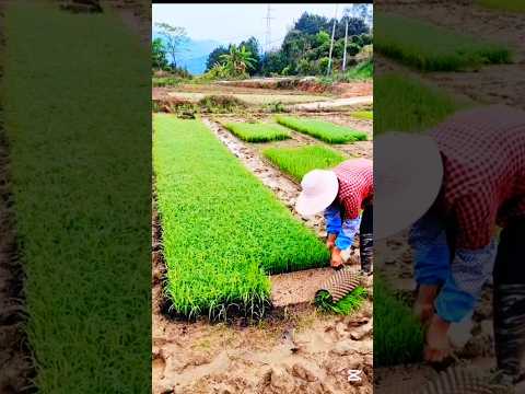 Healthy Seedlings #agriculture #satisfyingvideo