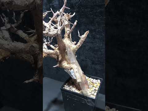 1円スタート　Commiphora mildbraedii コミフォラ ミルドブラエディ