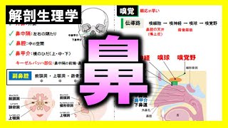 【解剖生理学（感覚器系）】鼻の構造・嗅覚