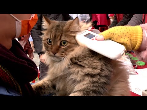 New Rules for Registering and Microchipping Cats Come Into Force｜TaiwanPlus News