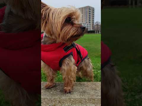 Almighty Yorkie Lucy Yorkshire Terrier dog #dog #puppy #yorkie #yorkshireterrier