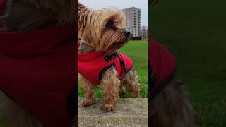 Almighty Yorkie Lucy Yorkshire Terrier dog #dog #puppy #yorkie #yorkshireterrier