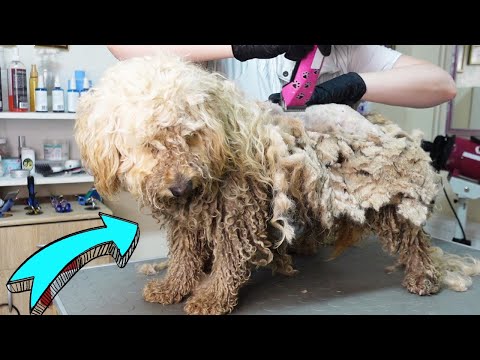 This DOG was in HORRIBLE condition! We found him on the cemetery..