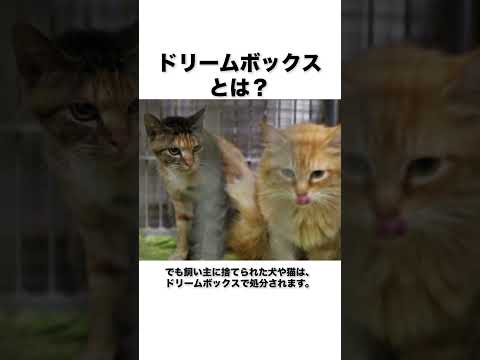 犬や猫をどうやって56すか知ってますか