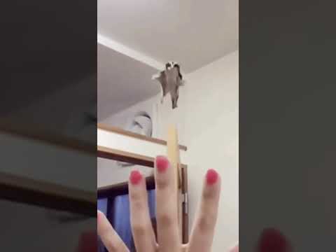 sugar glider #animals #shorts  #cute