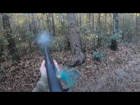 SC Deer Dog Drives Before Thanksgiving: Bucks killed on cam!