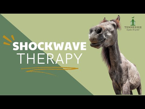 Shockwave Therapy For Your Horse