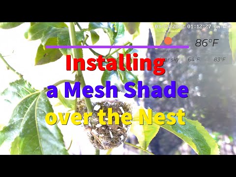 Setting up a mesh shade over Flora's nest 12:34-01:21PM, 0323/2022