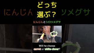 どっち選ぶ？にんじんとシロツメグサ　Will he choose carrot or white clover?