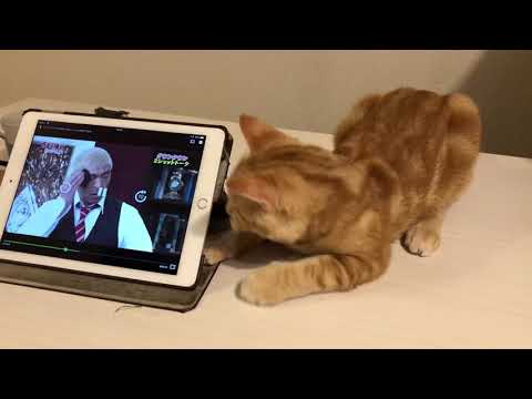 【ねこ動画】2人はiPadの裏にいる!?