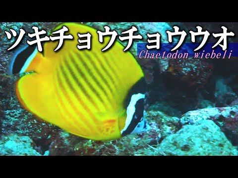 [ Wiebel's butterflyfish ] Moon swimming in the sea / Chaetodon wiebeli