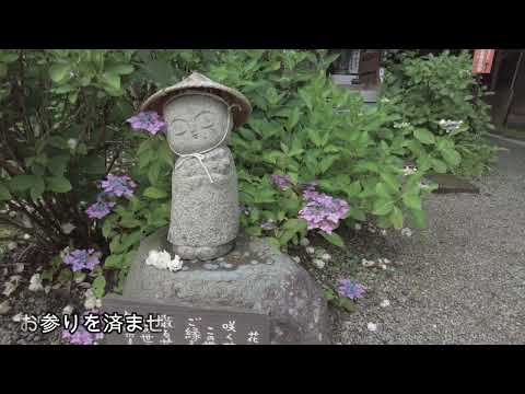 小国鶏が迎えてくれる紫陽花寺/癒しのタイム#35