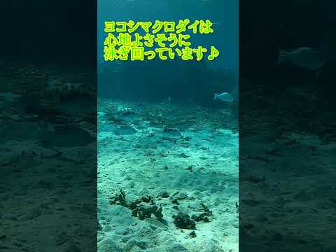 【石垣島】12月、晴れた冬の水中世界はすべてが絶好調！12月2日シュノーケリングツアー動画