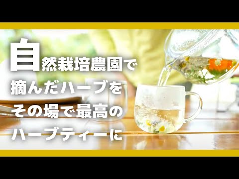 【農園でハーブティーを】自然栽培農園で摘んだハーブをその場で最高のハーブティーにして頂くYouTube LIVE【視聴者参加型配信】