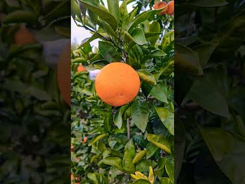 【癒し動画】熊本県玉名市  みかん🍊 #松山千春    #shorts