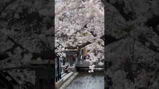 Central Kyoto was in full-bloom season. #japan #kyoto #kyototrip #sakura #cherryblossom