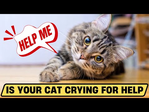 10 Warning Signs That Your Cat Is Crying for Help