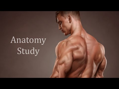 Anatomy Study - Timelapse