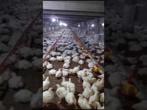 poultry chicken 🐔🐔🐔 farming, #poultryfarm #poultry #poultryfarming #chicken #chickenfarm