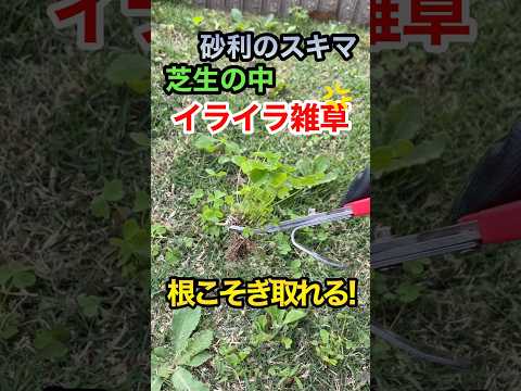 草の根っこをカンタンに取る方法