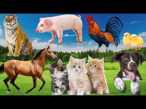 Actions of animals: Cat meows, Dog barks, Horse runs, Tiger roars, Pig demands food...