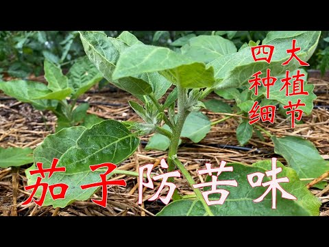 【渔耕笔记】种茄子 |  茄子发苦怎么办 种植四大关键细节 避免苦味茄子 Eggplant Top 4 growing Tips