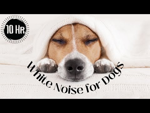 Use this White Noise to Help Your Dog Sleep!