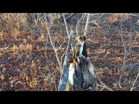 Springer Spaniels after duck hunt