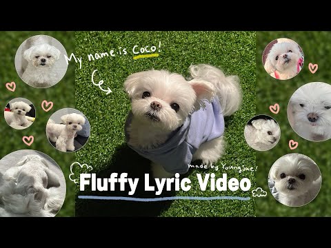 Youngjae - ‘Fluffy' Lyric Video🐶