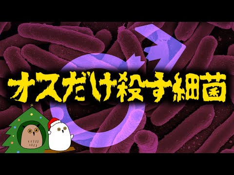 【ゆっくり解説】オスはいなくなる？オス殺しとミトコンドリア【 進化論 / 科学 / 性教育 / クリスマス 】