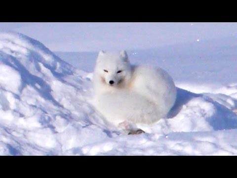 Polar fox - Ski expedition Penny icecap 2009