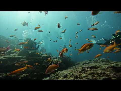 【ダイビング】田子・キンギョハナダイ🍊