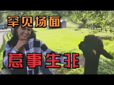 罕见的多种动物与人类间惹事生非的场面，如狮子，熊猫，羊驼等 | 动物世界