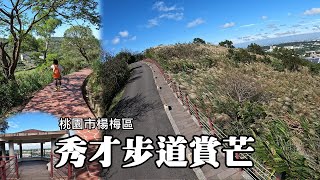 楊梅秀才登山步道, 秋芒綻放, 賞芒正是時候 (Xiucai Trail)