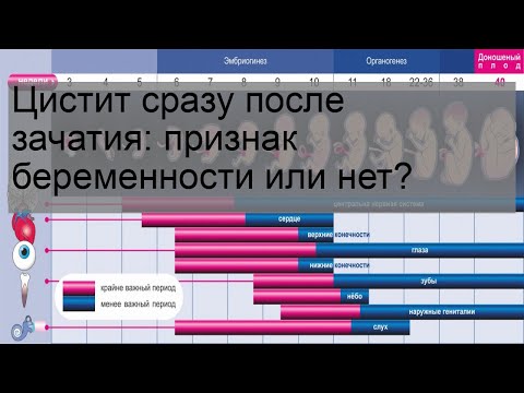 Цистит сразу после зачатия: признак беременности или нет?