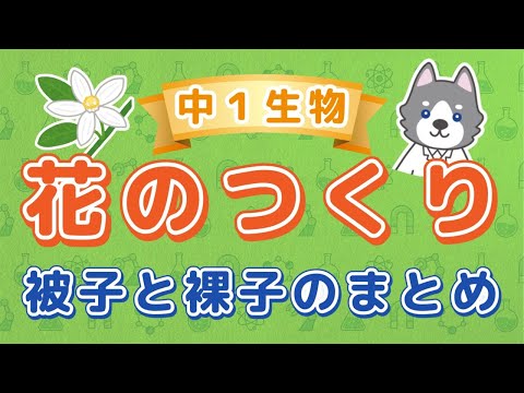 中1理科『花のつくり』＊被子植物と裸子植物