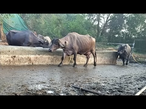 How to start Buffalo Farming in India | Discussion with Krishi sansar.