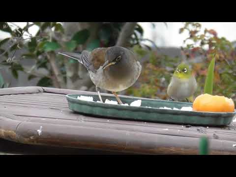 野鳥さんたちが楽しく食事  令和6年12月29日