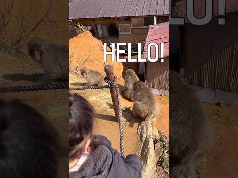 Hello! #japan #cute #fun #monkey #travel